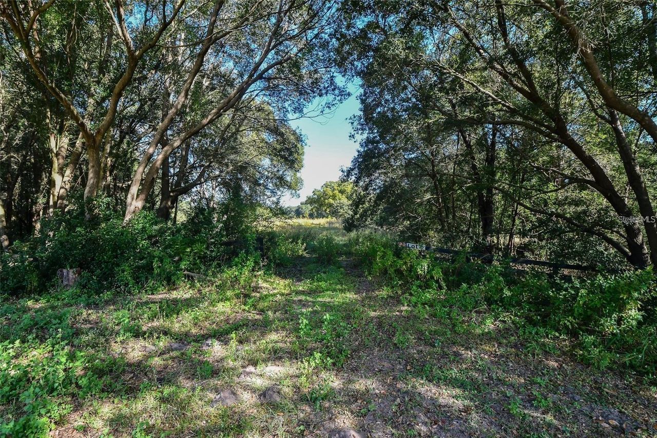 TREE FROG LOT 6 LANE — photo 13