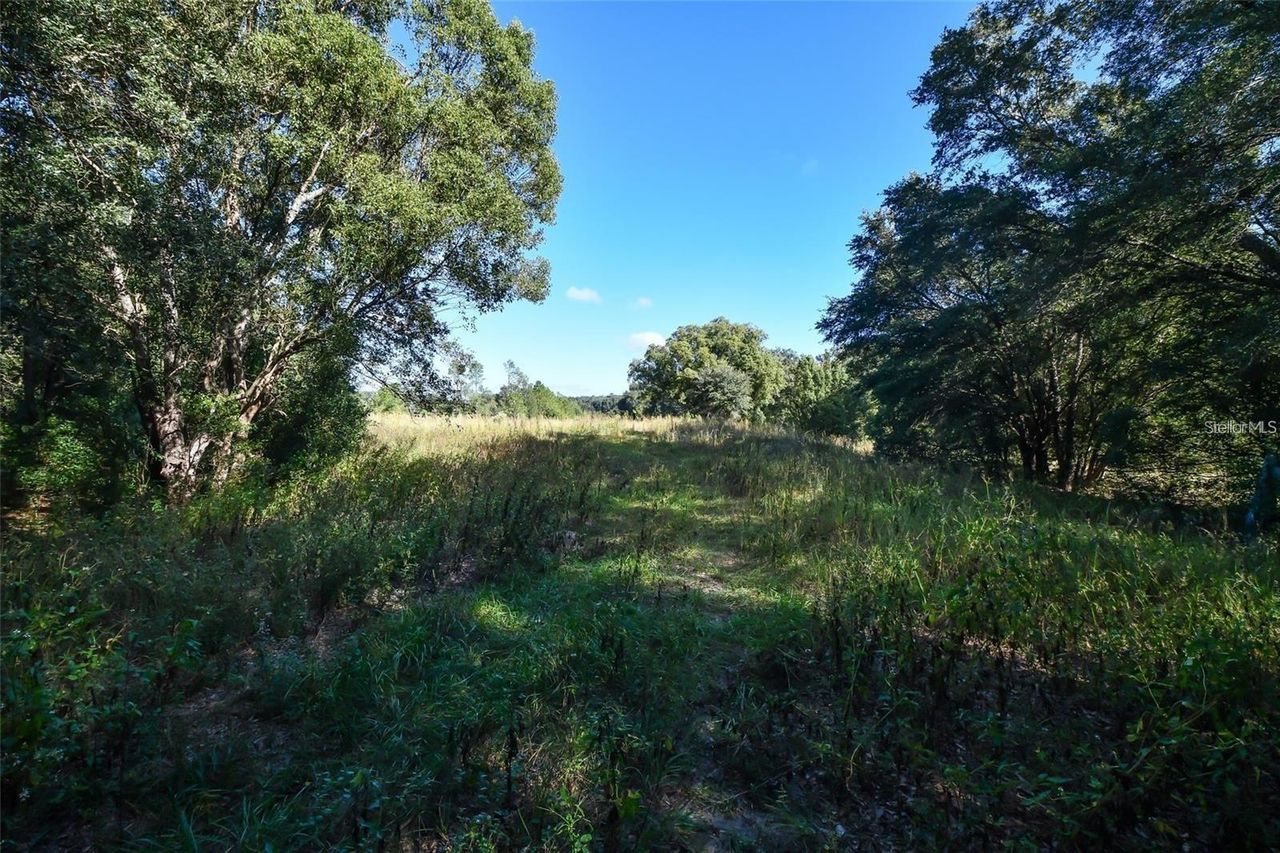 TREE FROG LOT 6 LANE — photo 14